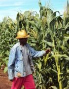 L’agriculture familiale en Afrique : passer de la vulnérabilité...