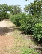Des périmètres bocagers pour reverdir le Sahel : l’expérience...