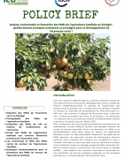 Policy Brief
