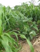 L’ agroécologie, un sous-secteur peu considéré dans les...