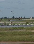 Agrobiodiversité en terres salées : l’expérience de Green Sénégal...