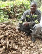 Des producteurs camerounais de tubercules de macabo vendent...