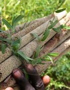 Appel à contribution AGRIDAPE 33-1, mars 2017 : La Souveraineté alimentaire