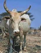 Changement climatique : une revue multi pays sur la gestion pratique des risques climatiques en Afrique et en Asie