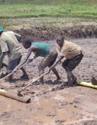 Rwanda : Le SRI transforme les marais