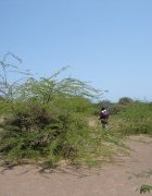Valorisation des espaces colonisés par les plantes envahissantes...