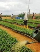 Appel à contributions AGRIDAPE/Thème : Agriculture durable et insertion...
