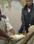Stratégie de développement de la pisciculture à Madagascar :...