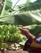 Lu pour vous : Le « potentiel méconnu » de l’agroécologie...