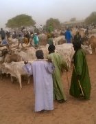 Pastoralisme à Kolda : le défi d’une meilleure valorisation