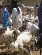 L’avenir de l’élevage au Sénégal : le salut par...