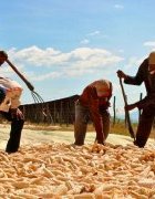 Opinion – L’agriculture biologique permettra-t-elle de nourrir l’Afrique...