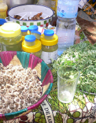 Le Moringa (Moringa Oleifera) un arbre miracle pour...