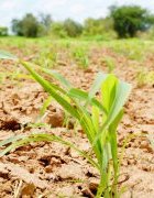 Initiative pour « le reverdissement de l’Afrique » (African Regreening Initiative)