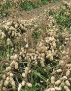 Agriculture productive en zones semi-arides : les bénéfices des...