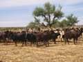 Bovins autour d'un puits