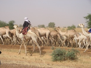 Camelins à Tahoua