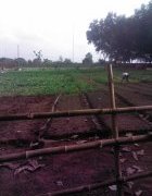 Bénin : Intégration Agriculture et Elevage (SIAE) endogènes pour...