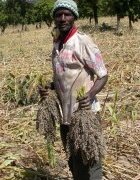 Agrobiodiversité et sécurité alimentaire