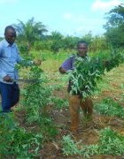 Togo : la valeur nutritive de quelques légumineuses mineures
