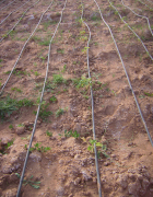 Des mesures d’adaptation pour une gestion efficiente de...
