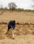 Burkina Faso : l’évolution de la technique du zaï