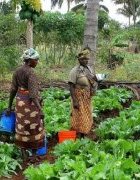 Journée Internationale de la Femme Rurale : « Femmes rurales, clé d’un monde sans faim ni pauvreté : problématiques et contributions des organisations de la société civile »