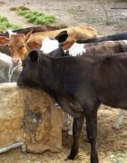 Variabilité climatique et stratégies d’adaptation en zone pastorale...