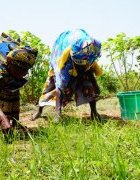 Recherches sur la résilience au Sénégal et au...